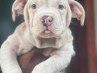 American Bully Puppy