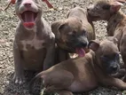 American Bully Puppies