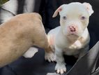 American Bully Solid White Puppy