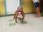 American Bully Standard Dog for Crssing