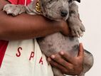 American Bully Standard Puppies