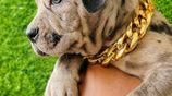 American Bully Puppies