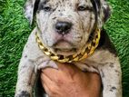 American Bully Puppies