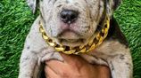 American Bully Puppies