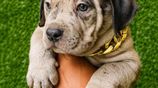 American Bully Puppies