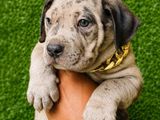 American Bully Puppies