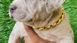 American Bully Puppies