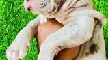 American Bully Puppies