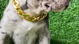 American Bully Puppies