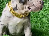 American Bully Puppies