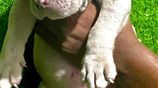 American Bully Puppies