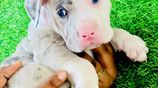 American Bully Puppies