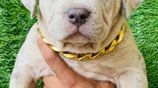 American Bully Puppies
