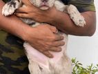 American Bully Puppies