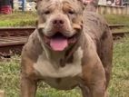 American Bully Male for Crossing