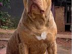 American Bully Stud Service