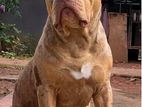 American Bully Stud Service
