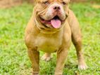 American Bully Stud Service