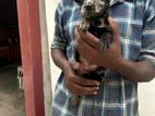 American bully Terrier cross