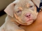 American Bully XL Puppies