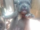 American Bully Puppies