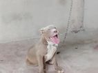 American Bully XI Puppies