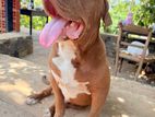 American Bully XL