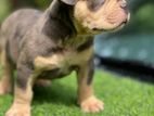 American Bully XL Blue eyes Puppies