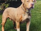 American Bully XL Female Dog For sale
