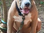 American Bully Xl Dog