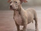 American Bully XL Female Puppies