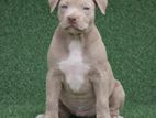 American Bully XL Female Puppies
