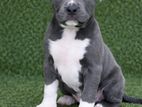 American Bully Xl Female Puppies