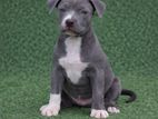 American Bully Xl Female Puppies