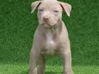 American Bully Xl Female Puppies