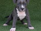 American Bully Xl Female Puppies