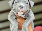 American Bully XL Female Puppies