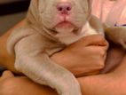 American Bully Xl Female Puppies