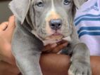 American Bully XL Female Puppies