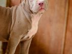 American Bully XL Female Puppies