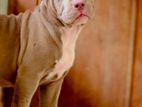 American Bully Xl Female Puppies