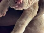 American Bully XL Female Puppy
