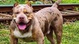 American Bully XL Female Puppy