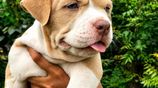 American Bully XL Female Puppy