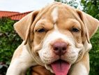 American Bully XL Female Puppy