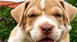American Bully XL Female Puppy
