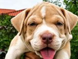 American Bully XL Female Puppy