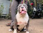 American bully - XL For Crossing