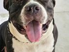American bully Xl for crossing