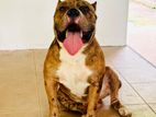 American Bully XL for Crossing